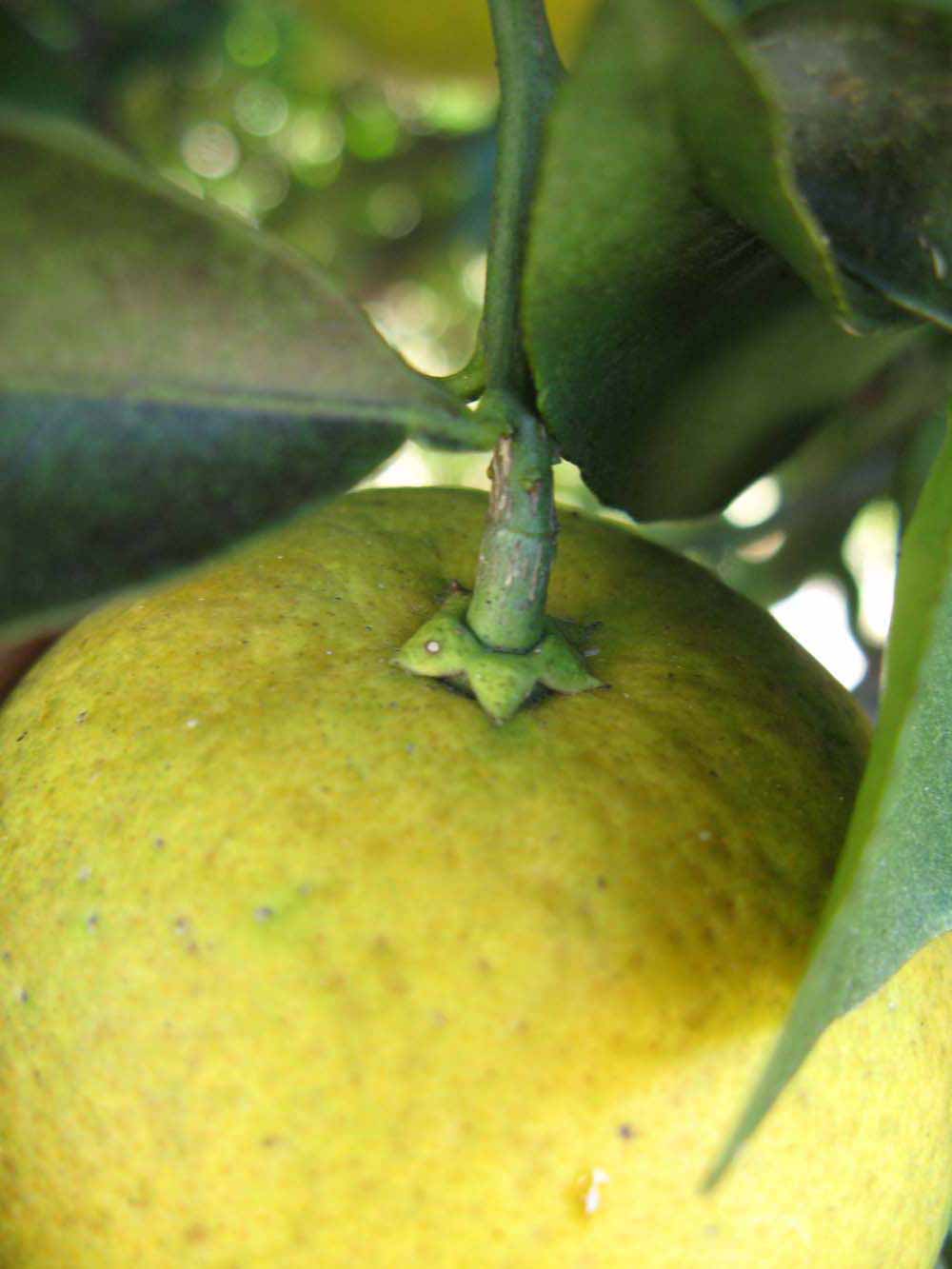              Fruit (Winter Haven, FL)       